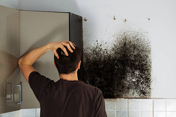 Best Attic Mold Removal  in Melcher Dallas, IA